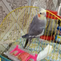 عروس هلندی نر و ماده|پرنده|اندیشه, اندیشه فاز ۱|دیوار