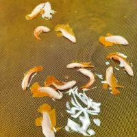 انواع بتا وارداتی از تایلند|ماهی|رشت, گلسار|دیوار