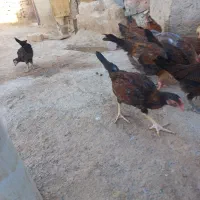 جوجه شوروایی