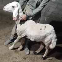 قوچ (شیشک)