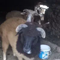 فروش گاو نر ۱۵ماهه نژاد هلشتاین و قوچ محلی یک ساله