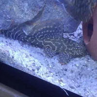 لجن خوار اسپورت