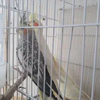 عروس هلندی|پرنده|درگز, |دیوار