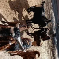 خرید بزغاله|حیوانات مزرعه|رادکان, |دیوار