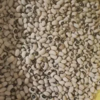 ل‌بیا چشم بلبلی ولوبیا کشاورزی تمیز