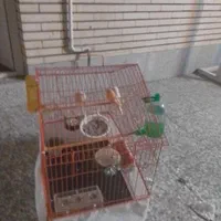 یک جفت قناری جوان