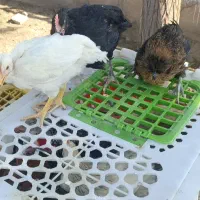 فروش جوجه 4ماهه پا به تخم