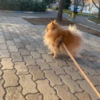 پامرین اصیل وارداتی