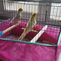 یه جفت عروس هلندی