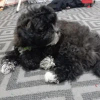 سگ شتیزوقیمت3تومن|سگ|آبادان, |دیوار