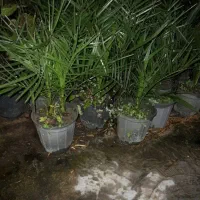 فروش فونیکس سطل ۴|گل و گیاه طبیعی|واجارگاه, |دیوار