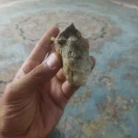 سنگ کتبیه باستانی نیم رخ