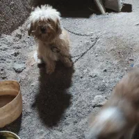 پاپی گوش تیز|سگ|تربت‌حیدریه, فتح المبین|دیوار