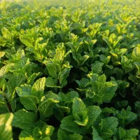 سبزیجات مدیترانه ای