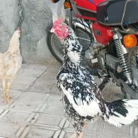 لاری|حیوانات مزرعه|سرپل ذهاب, |دیوار