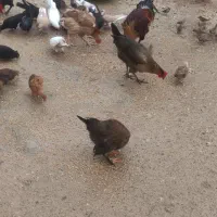 مرغ و خروس|حراج|دهدشت, |دیوار