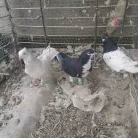 3تا ماده رنگی هوای ب شرط