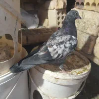 فروش کبوترسری ۱۵۰ تومان|پرنده|خرمشهر, |دیوار