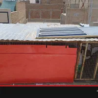 قفس مرغ و خروس