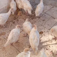 بوقلمون ۳ماهه