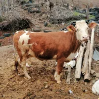 سه عدد گاو تلیسه سمینتال ابستن