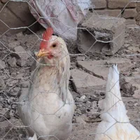 خروس گلین معاوضه با پرنده زینتی