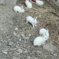 خرگوش سفید