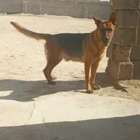 سگ ژرمن