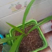 گل طبیعی|گل و گیاه طبیعی|مرودشت, فرهنگ|دیوار