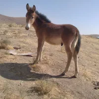 قاطر ۶ماهه