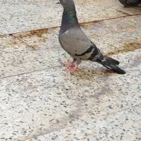 گم شده سبز پاکستانی