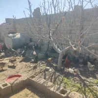 مرغ محلی اصل تخم گذار