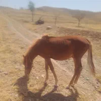 اسب|اسب و تجهیزات اسب‌سواری|بیرجند, |دیوار