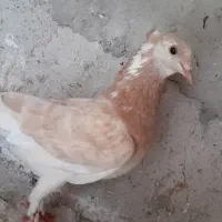 کبوترپرشی دونسته