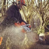 برش نخل درختان باغی و تنه درختان هرس و پاکن