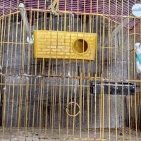 مرغ عشق آبی با وسایل