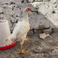 مرغ خروس لاری