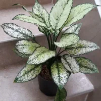 آگلونما برفی