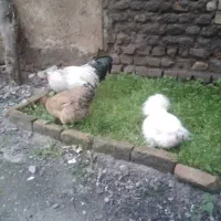 ۲عدد مرغ ابریشمی ۱عدد خروس ابریشمی