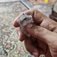 فروش همستر مینیاتوری|حیوانات مزرعه|کرمان, |دیوار