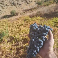 انگور دیم ژاورود