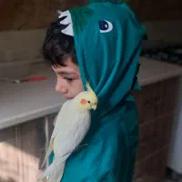 عروس هلندی ۴ ماهه چلوندی و کاملا دستی|پرنده|تهران, جوادیه تهرانپارس|دیوار