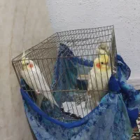 عروس هلندی|پرنده|رشت, جماران|دیوار