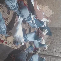 کبوتر|حیوانات|مشهد, تلگرد|دیوار