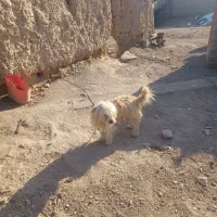 سگ پاکوتاه|سگ|لیلان, |دیوار