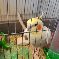 عروس هلندی نر سخنگوو دستی فیلم حرف زدن در آگهی هست|پرنده|مرودشت, ژیان|دیوار