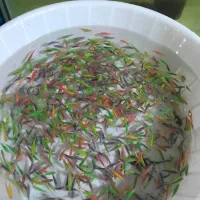 فروش ماهی زبرا، کالر رنگی