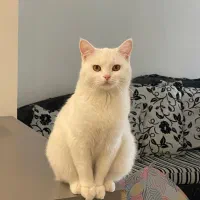 گربه گم شده