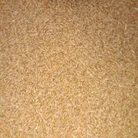 فروش گندم|خوردنی و آشامیدنی|شیراز, اکبر آباد|دیوار