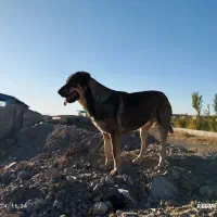 گمشده ها|حیوانات|زنجان, |دیوار